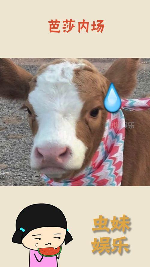 抖音娱乐吃瓜君是谁,娱乐吃瓜君的传奇故事